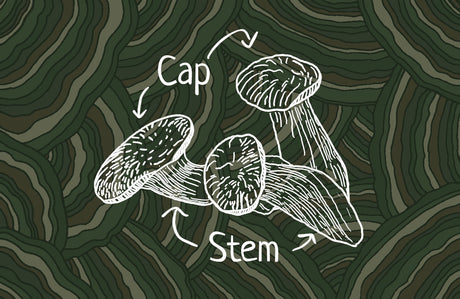 Mushroom Anatomy | R&R Cultivation