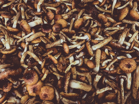 5 Myths About Minnesota Mushrooms