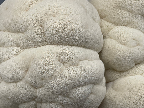 Lion's Mane: Research Findings on Brain Health + More