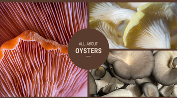 Pink, Gold, or Blue: All About Oyster Mushrooms!