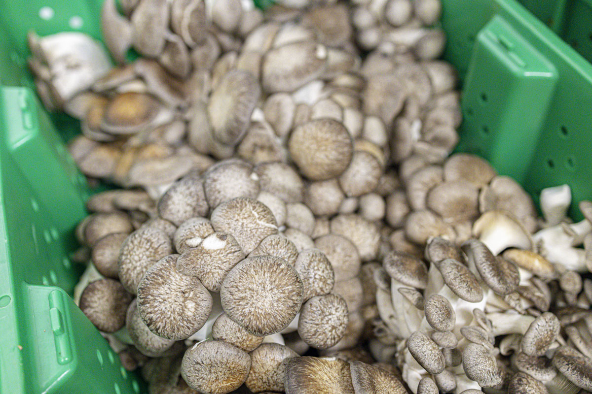 a close-up of mushrooms in a basket - buy fresh Minnesota gourmet mushrooms