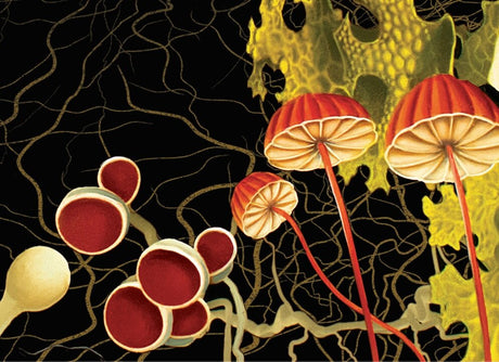 4 Great Books + Movies About Mushrooms