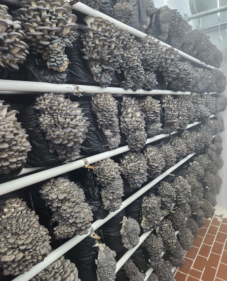 Gourmet Mushrooms