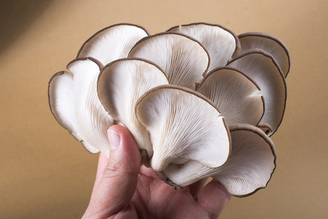 Mushrooms Are a Perfect Meat Replacement