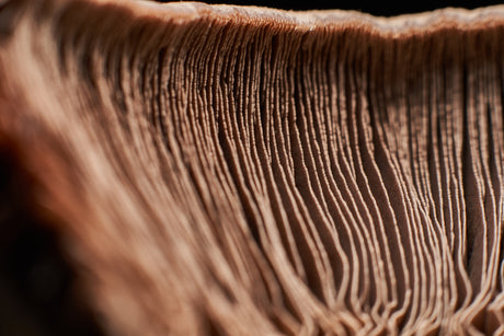 Why Mushrooms Are the Future of Sustainable Agriculture