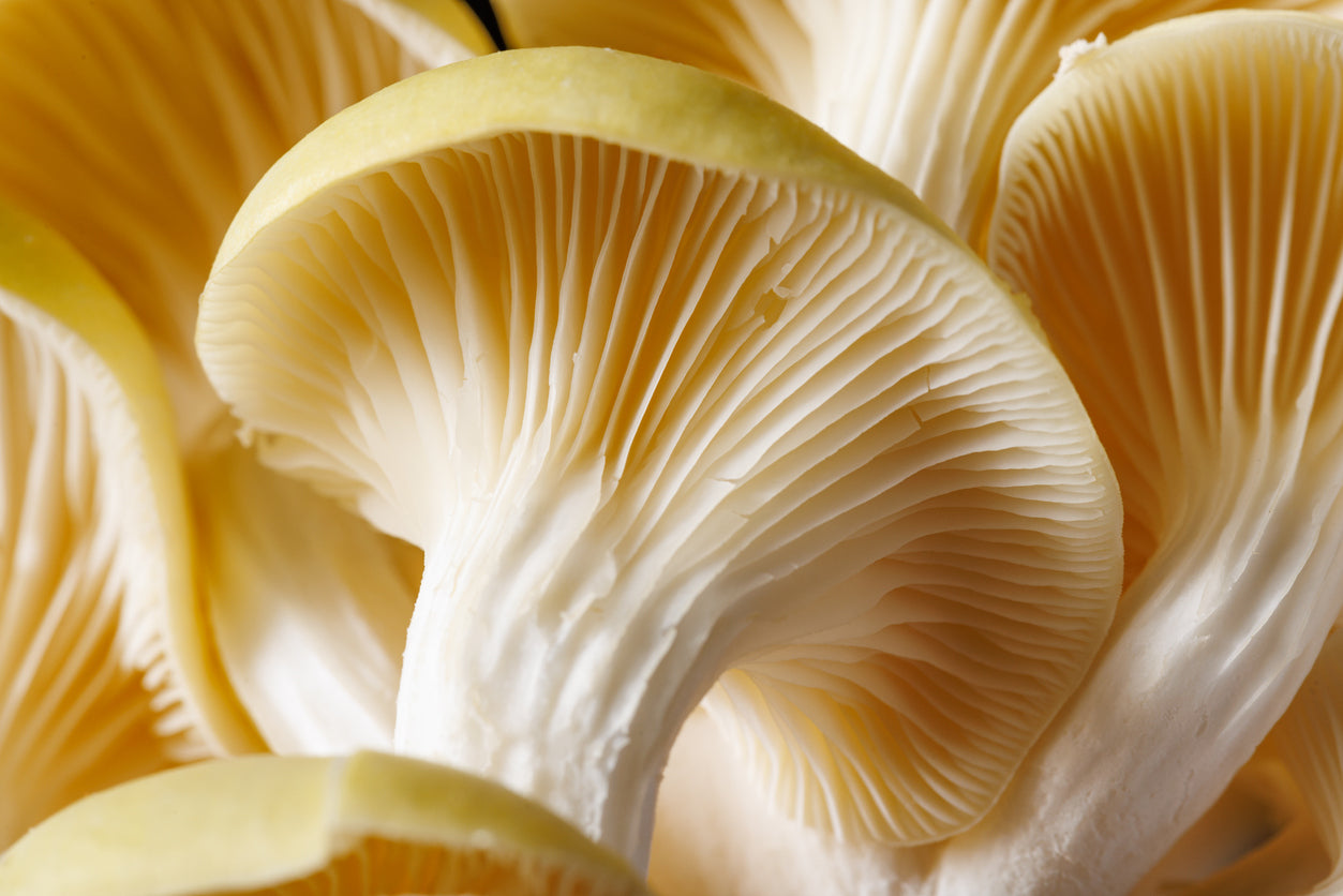 Yellow mushroom - buy fresh Minnesota gourmet mushrooms