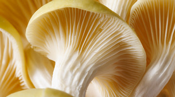 Top Gourmet Mushroom Varieties for Home Cultivation