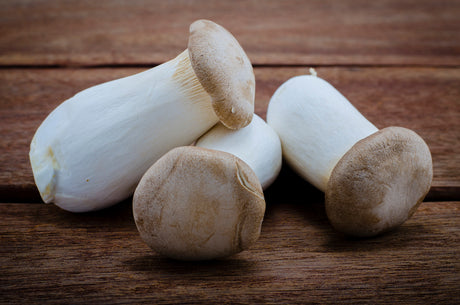 Mushroom Royalty: The King Trumpet Mushroom