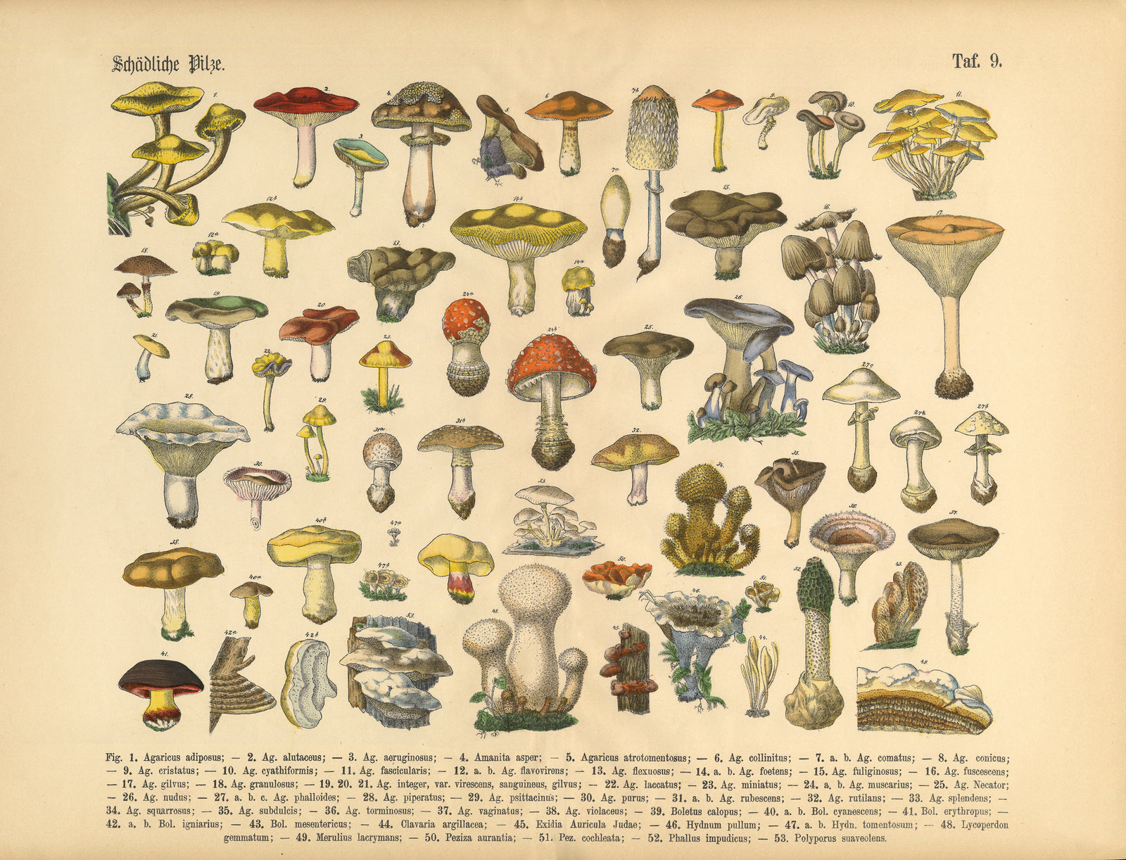 Exploring the Role of Mushrooms Throughout History