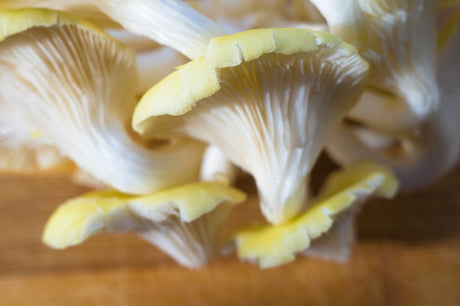 Health Benefits of Gourmet Mushrooms | R&R Cultivation
