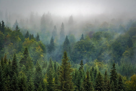 How Mushrooms Help Our Forests