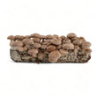 Load image into Gallery viewer, Shiitake Mushroom Grow Kit | Ready to Fruit - R&R Cultivation