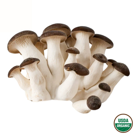 Black King Mushrooms - R&R Cultivation