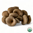 Blue Oyster Mushrooms - R&R Cultivation