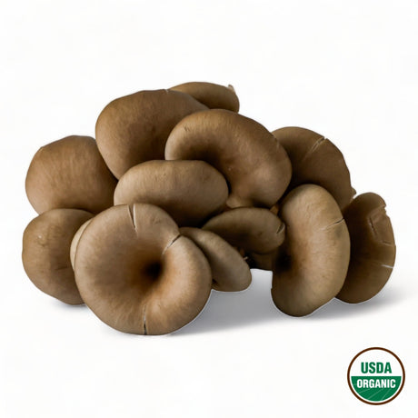 Blue Oyster Mushrooms - R&R Cultivation