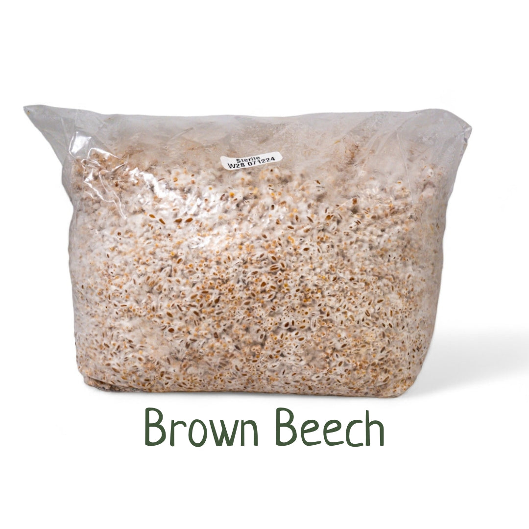 Organic Inoculated Grain Spawn - Brown Beech | 3 or 6 LB Bags - R&R Cultivation