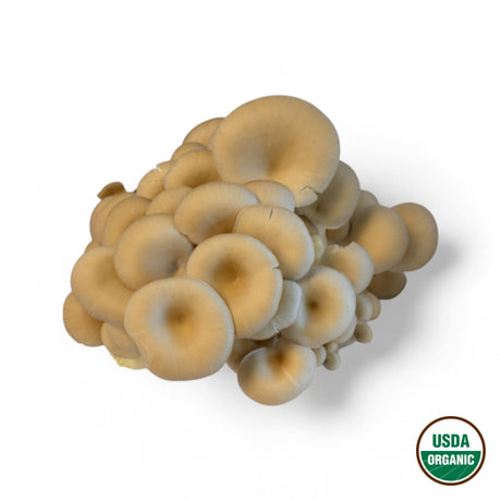 Brown Oyster - R&R Cultivation