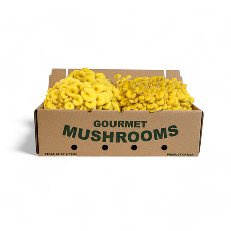 Golden Oyster Mushrooms - R&R Cultivation