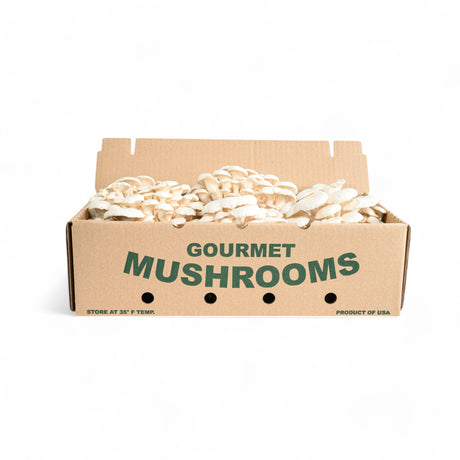 White Oyster Mushrooms - R&R Cultivation