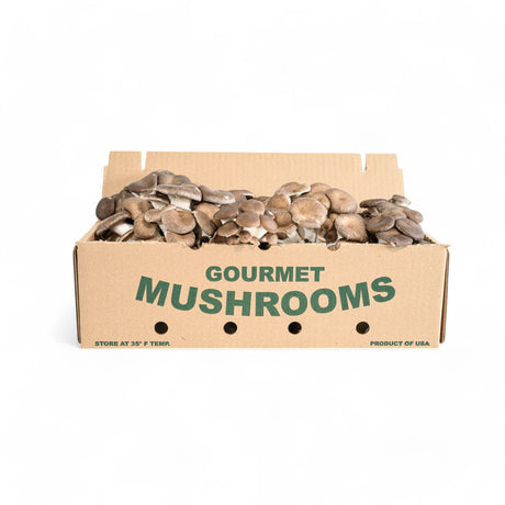 Black Pearl Mushrooms - R&R Cultivation