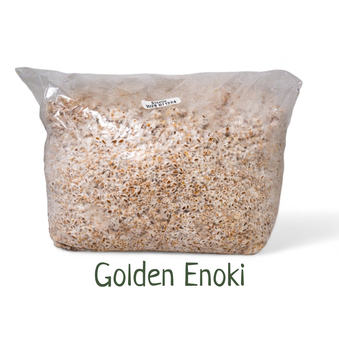 Organic Inoculated Grain Spawn - Golden Enoki | 3 or 6 LB Bags - R&R Cultivation