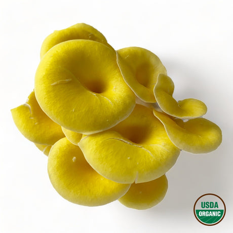 Golden Oyster Mushrooms - R&R Cultivation