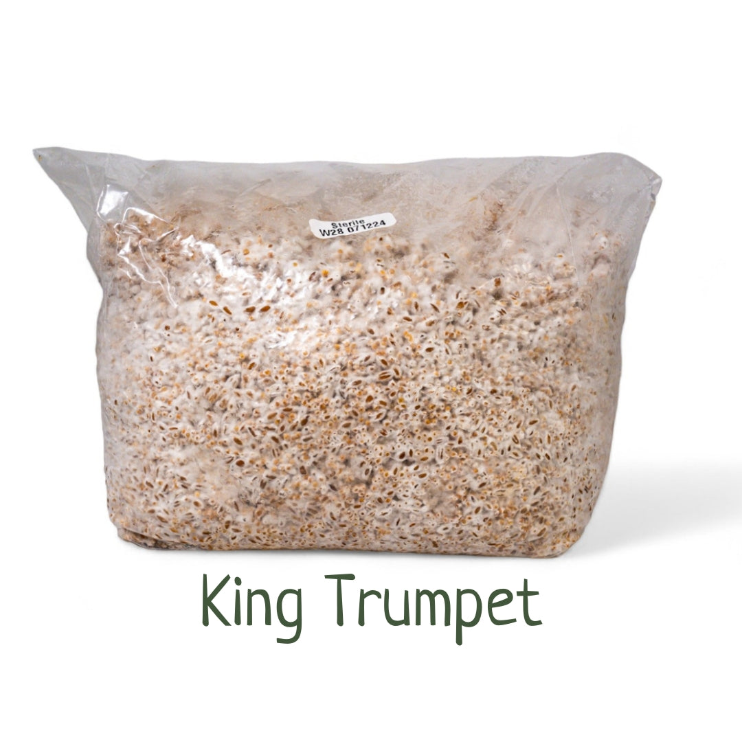Organic Inoculated Grain Spawn - King Trumpet | 3 or 6 LB Bags - R&R Cultivation