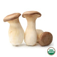 King Trumpet Mushrooms - R&R Cultivation