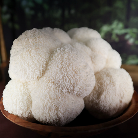 lion's mane mushroom in Minnesota