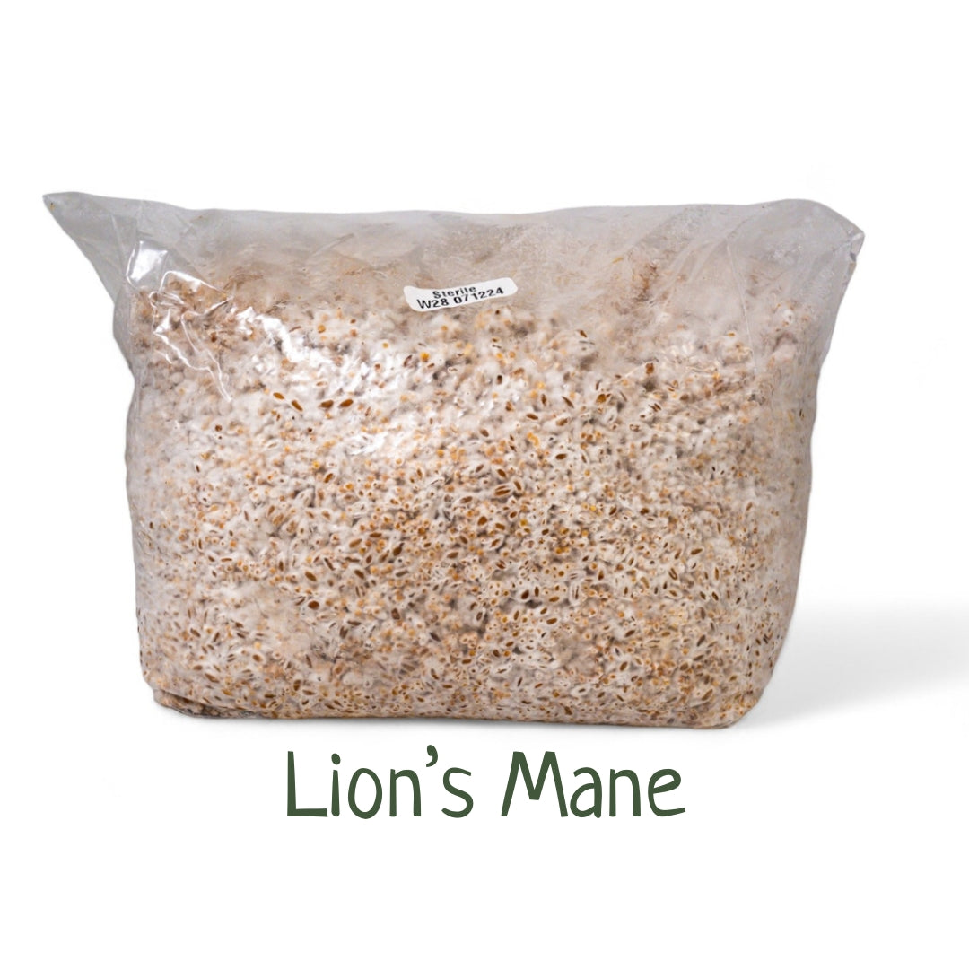 Organic Inoculated Grain Spawn - Lion's Mane | 3 or 6 LB Bags - R&R Cultivation