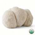 Lion's Mane Mushrooms - R&R Cultivation