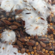 Load image into Gallery viewer, Organic Inoculated Grain Spawn | 3 or 6 LB Bags - R&R Cultivation