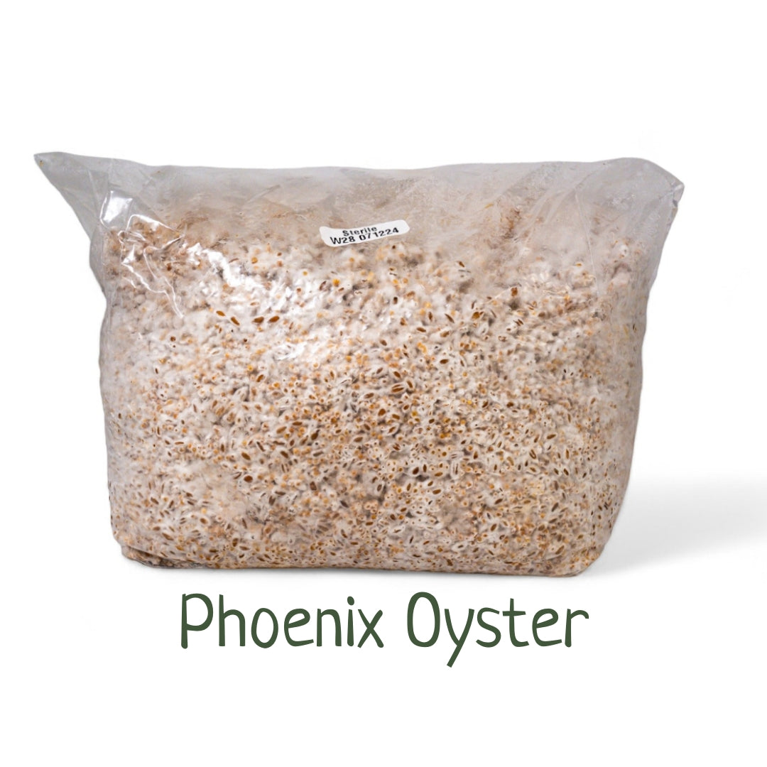 Organic Inoculated Grain Spawn - Phoenix Oyster | 3 or 6 LB Bags - R&R Cultivation