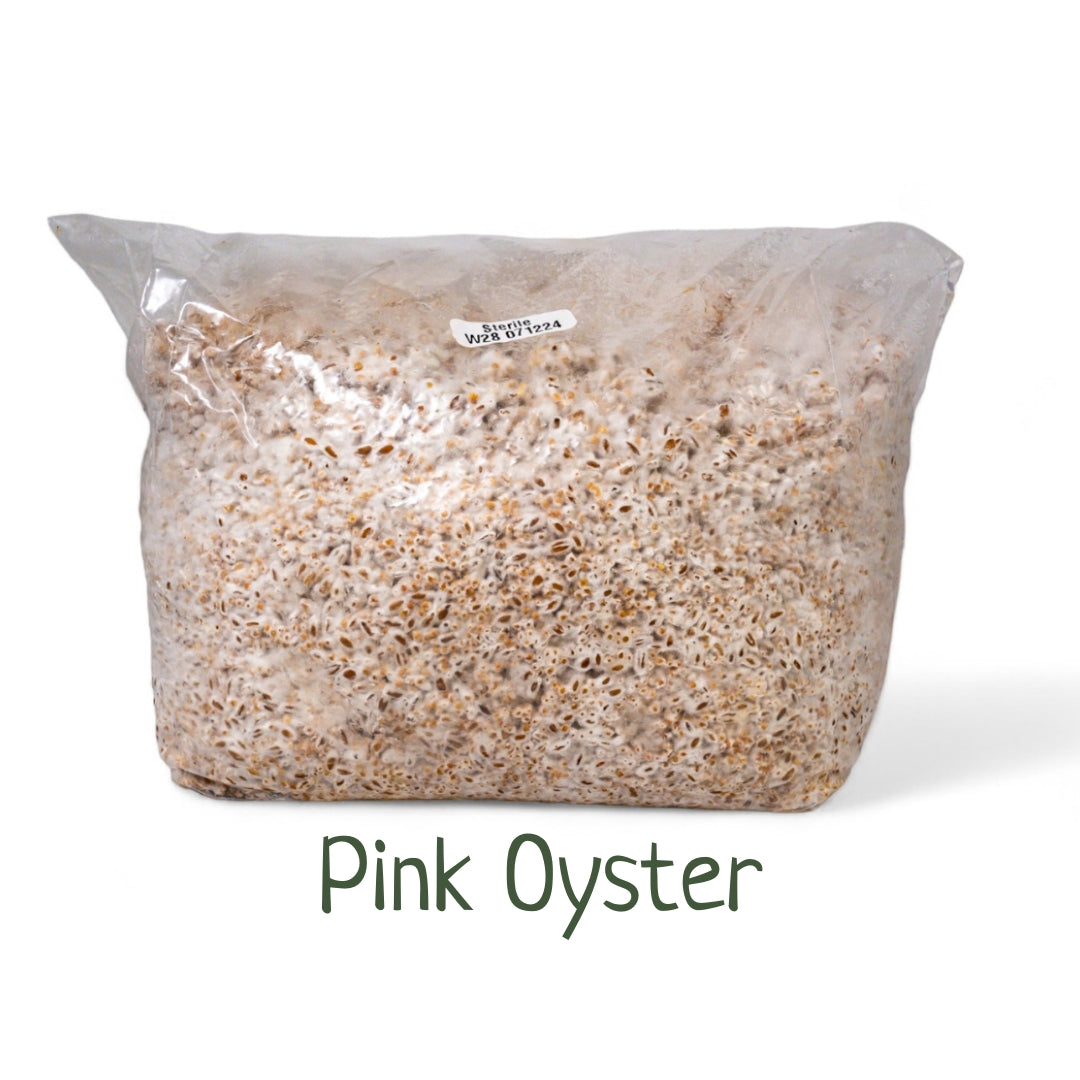 Organic Inoculated Grain Spawn- Pink Oyster | 3 or 6 LB Bags - R&R Cultivation