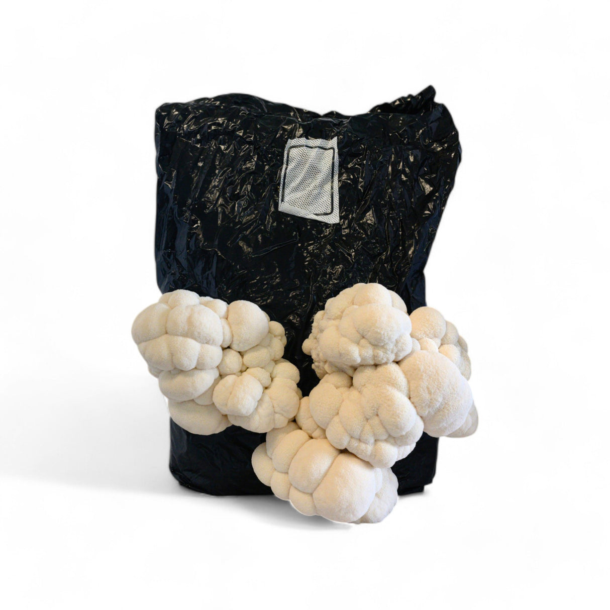 Organic Mushroom Grow Kit - R&R Cultivation