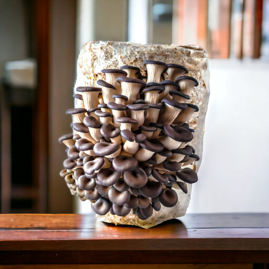 Black Pearl Mushroom Grow Kit - R&R Cultivation