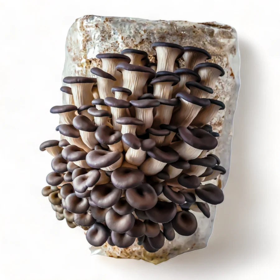 Organic Mushroom Grow Kit - R&R Cultivation