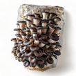Load image into Gallery viewer, Organic Mushroom Grow Kit - R&R Cultivation