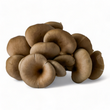 Load image into Gallery viewer, Organic Mushroom Grow Kit - R&R Cultivation
