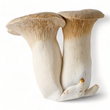 Load image into Gallery viewer, King Trumpet Mushrooms - R&R Cultivation