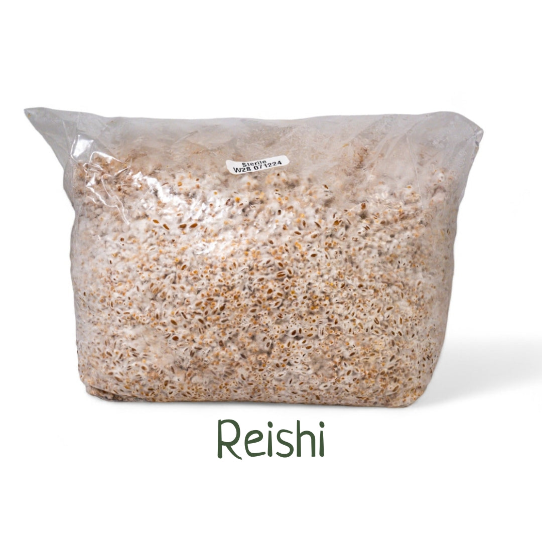 Organic Inoculated Grain Spawn- Reishi | 3 or 6 LB Bags - R&R Cultivation