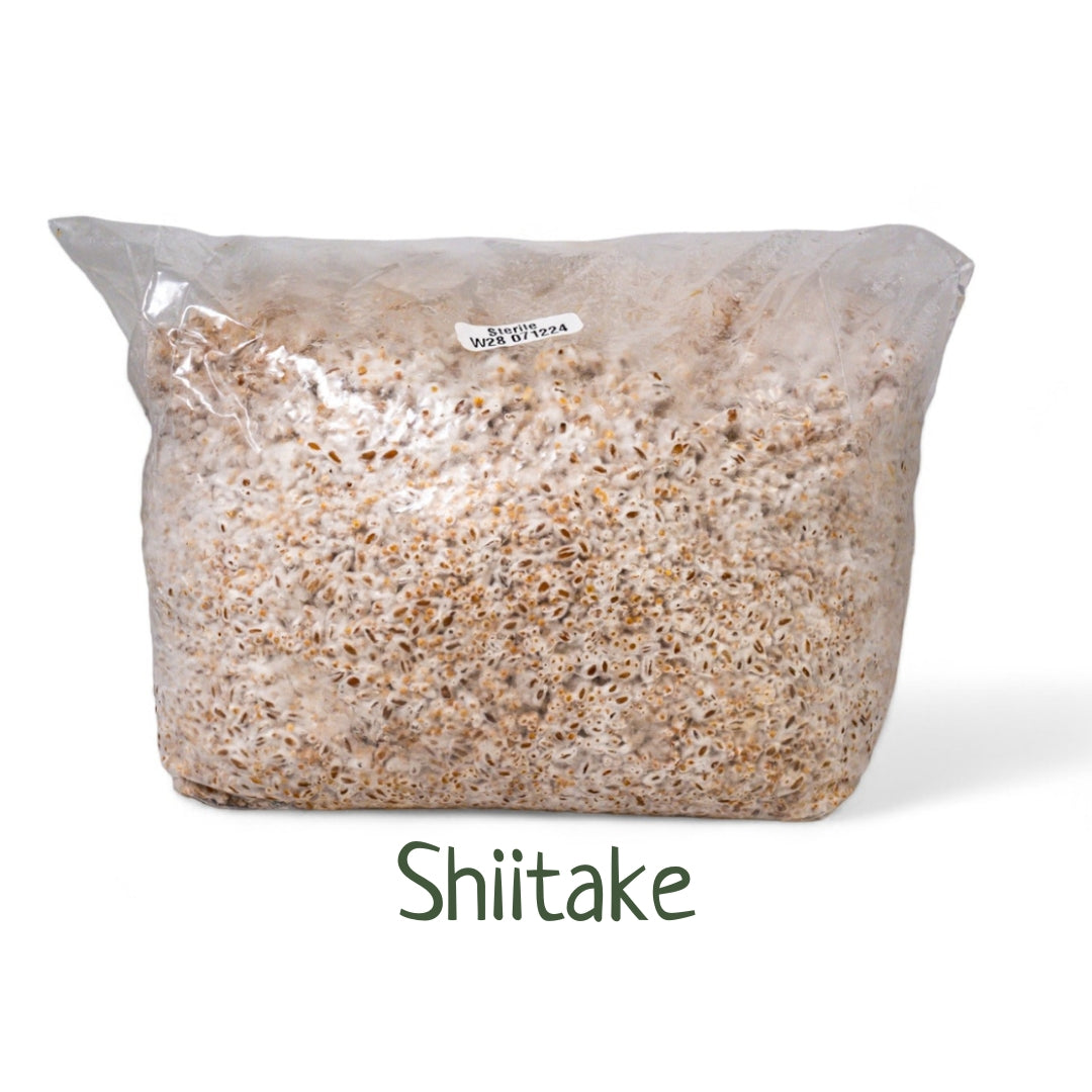 Organic Inoculated Grain Spawn - Shiitake | 3 or 6 LB Bags - R&R Cultivation