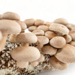 Load image into Gallery viewer, Shiitake Mushroom Grow Kit | Ready to Fruit - R&R Cultivation
