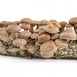 Load image into Gallery viewer, Shiitake Mushroom Grow Kit | Ready to Fruit - R&R Cultivation