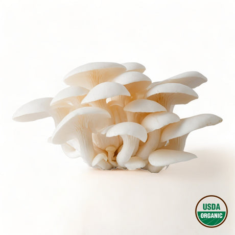White Oyster Mushrooms - R&R Cultivation