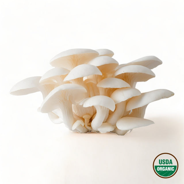 White Oyster Mushrooms - R&R Cultivation