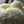 Load image into Gallery viewer, Lion&#39;s Mane Mushrooms - R&amp;R Cultivation
