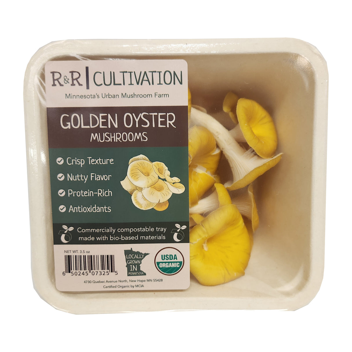 Golden Oyster Mushrooms - R&R Cultivation