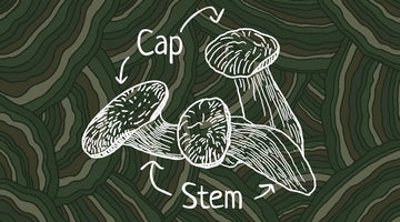 Mushroom Anatomy: Understanding Caps + Stems