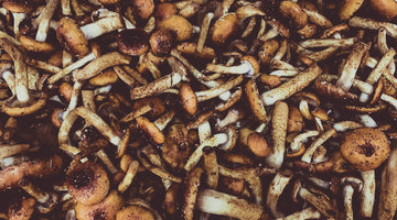5 Myths About Minnesota Mushrooms